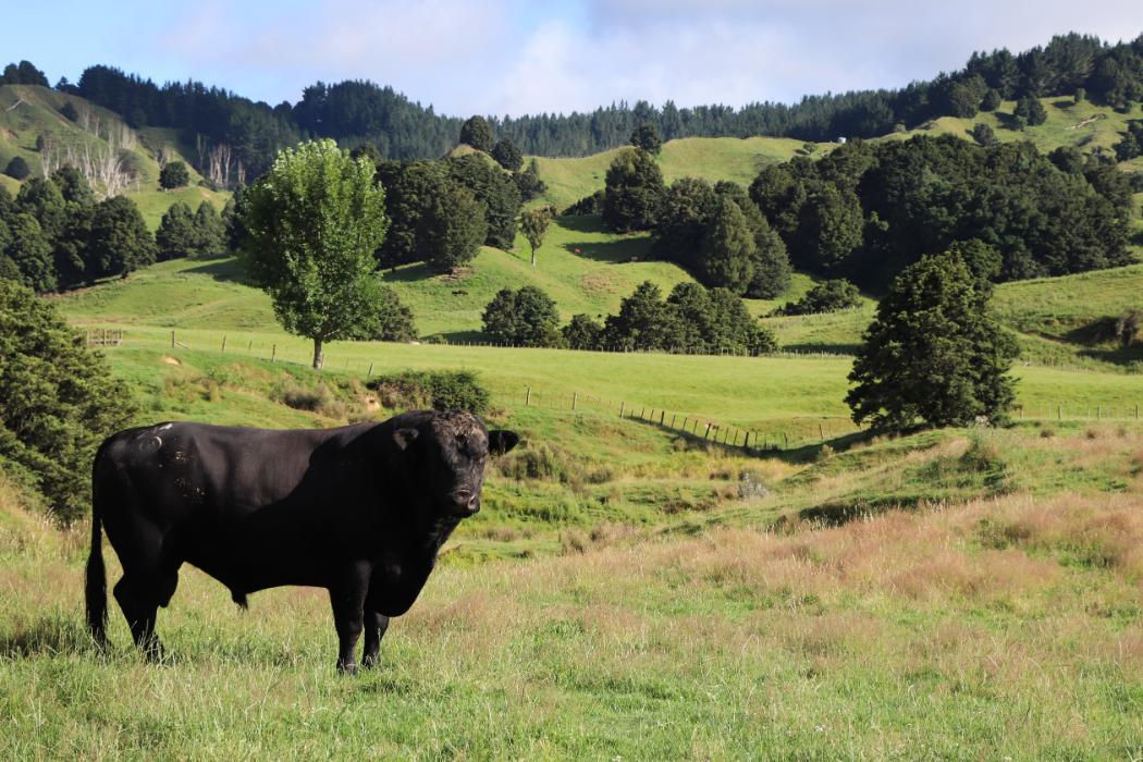 Wananga landing