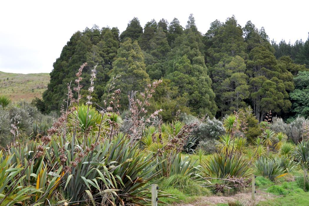 Wananga landing