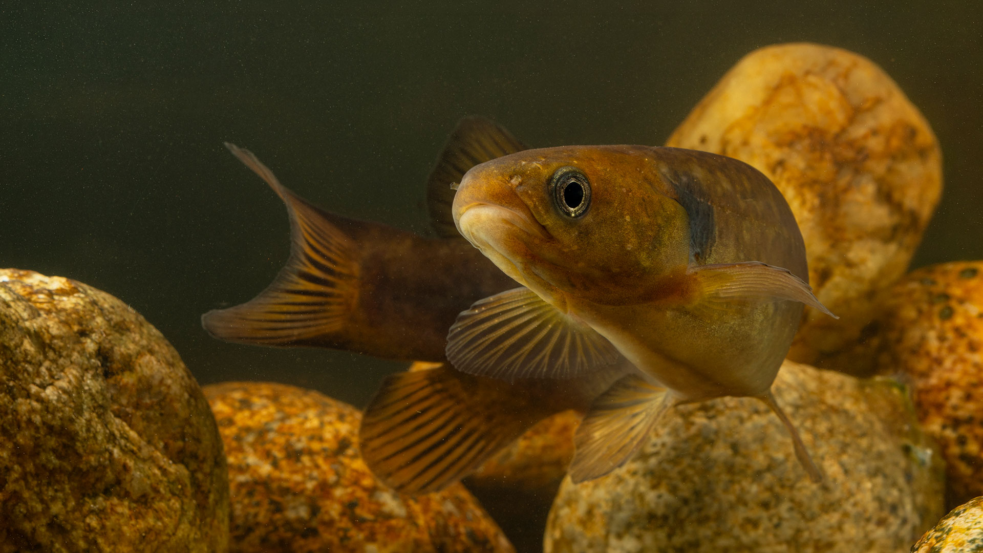 A shortjaw kōkopu swimming underwater amongst river rocks.