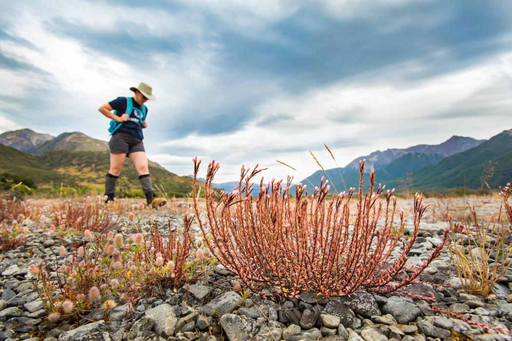 Person tramping on stony pebbles with mountains in the distance, the a large plant in the foreground.