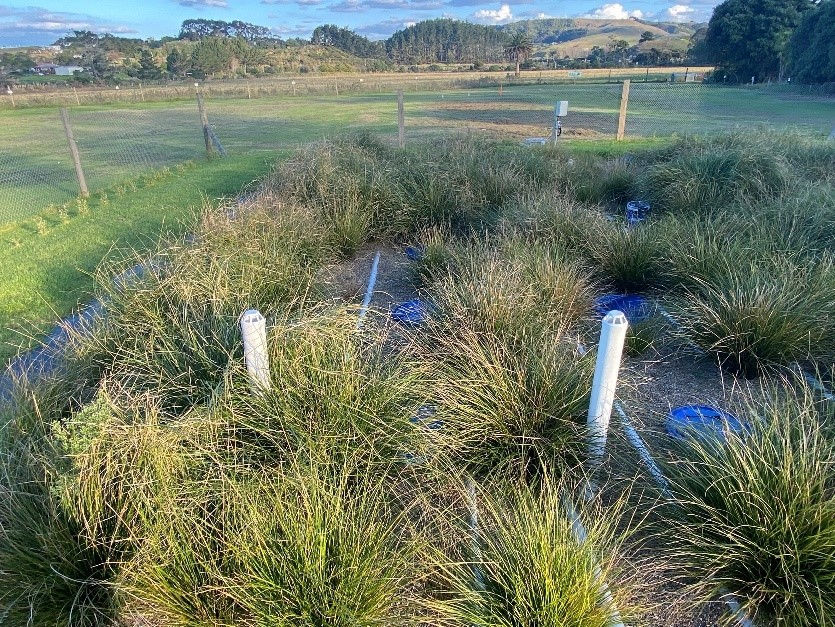 Wananga landing