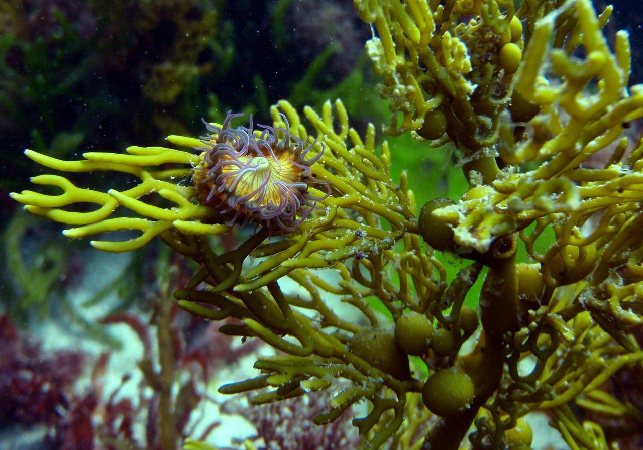 seaweed with anemone on it at Kaikoura