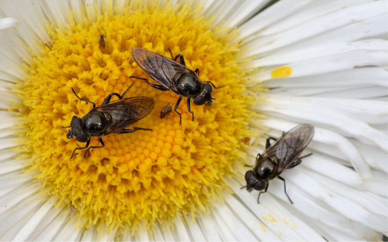 insects on a daisy flower