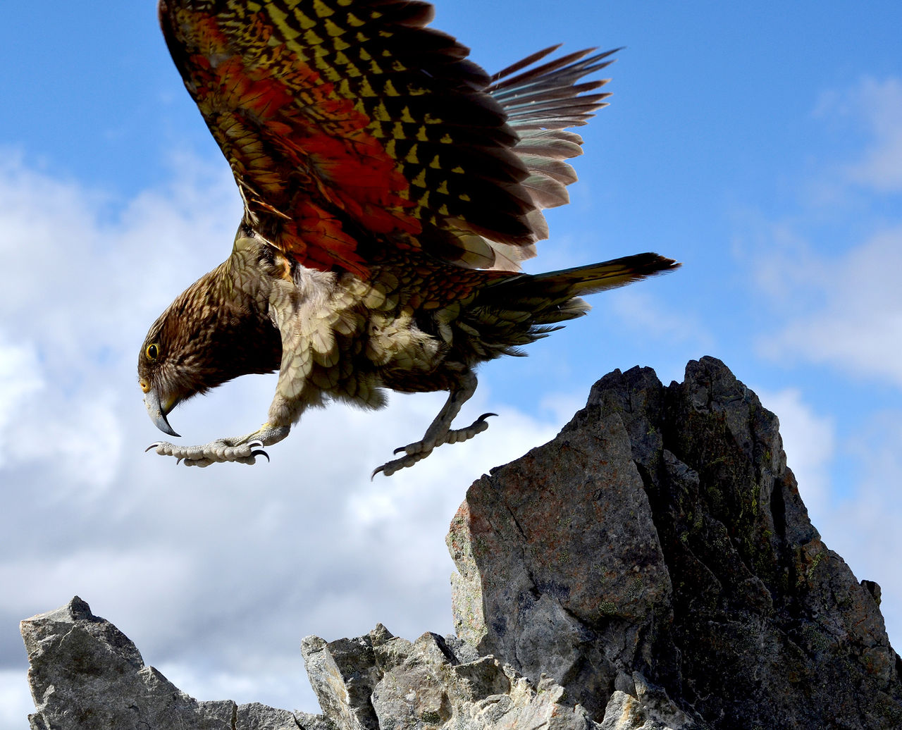 Kea jumping from a rock with its wings spread
