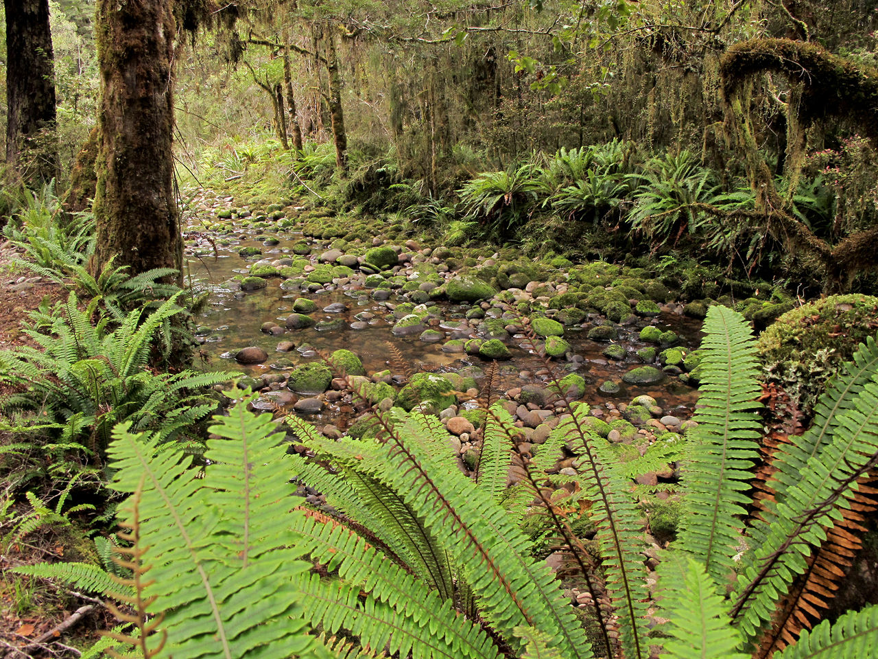 West Coast forest and stream