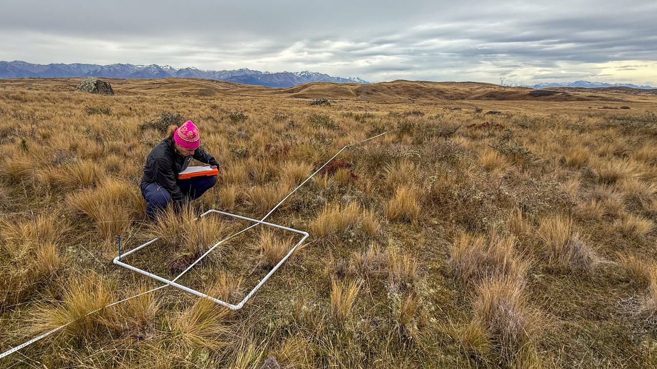 Research student examining plants in a 1m quadrat in a tussock landscape