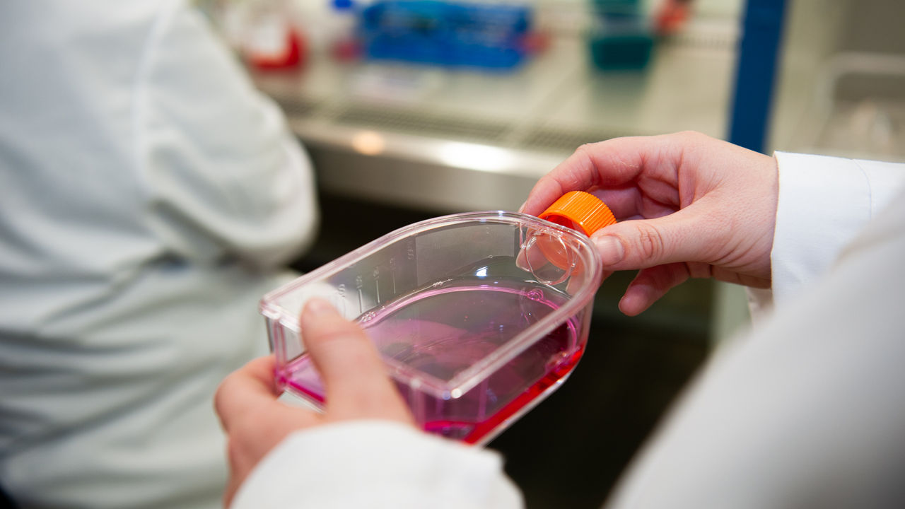 Student in the laboratory holding a tissue culture container with pink liquid inside