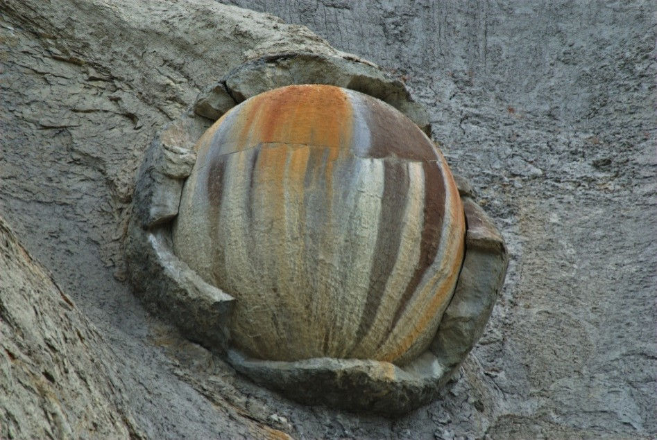 A Waipara concretion eroding out of the Cretaceous-aged mudstone of the Conway Formation. Deirdre Mc Coskrie (2009).