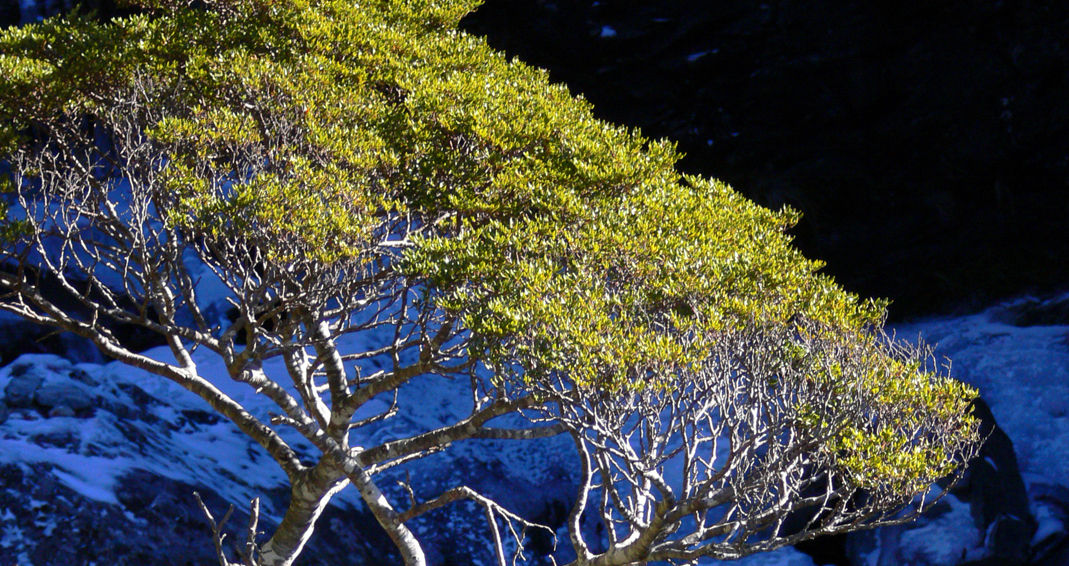 beech