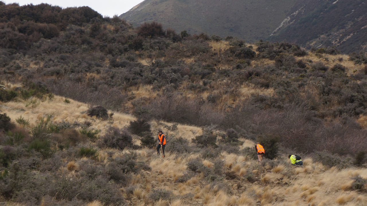 Three people in high visibility vests planting trees on a hill covered in tussocks and bushes