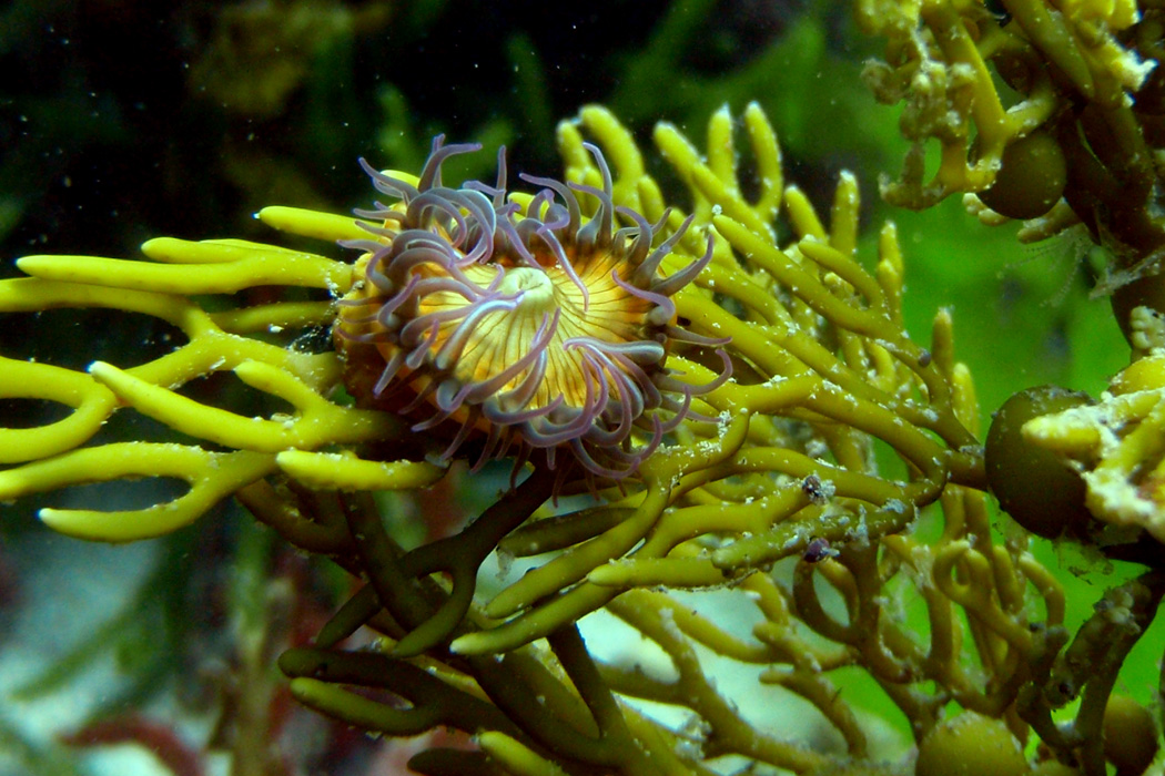 An anemone on seaweed underwater in the ocean.