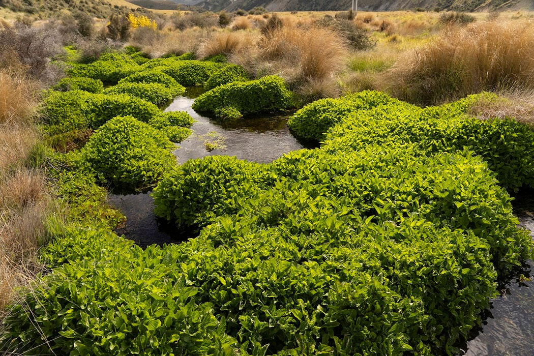 A small water spring covered with green aquatic plants surrounded by tussocks