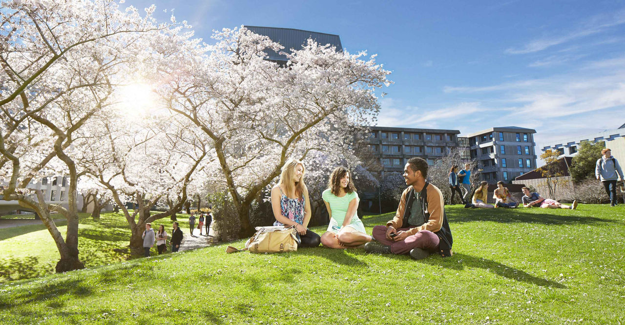 Small groups of students sit on the grass on UC's Ilam campus. Others walk beneath blooming cherry blossom trees nearby.