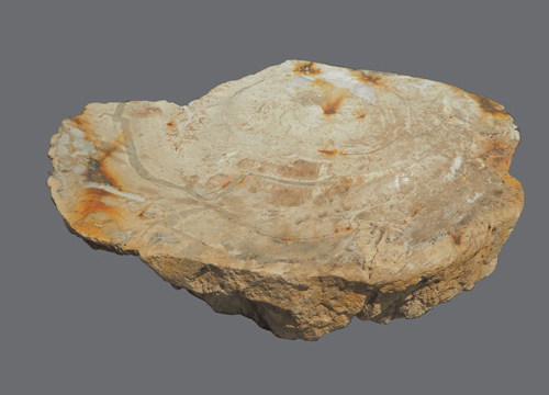 Fossil tree sample