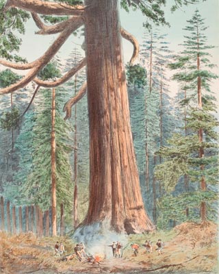 'Sequoia Wellingtonia'