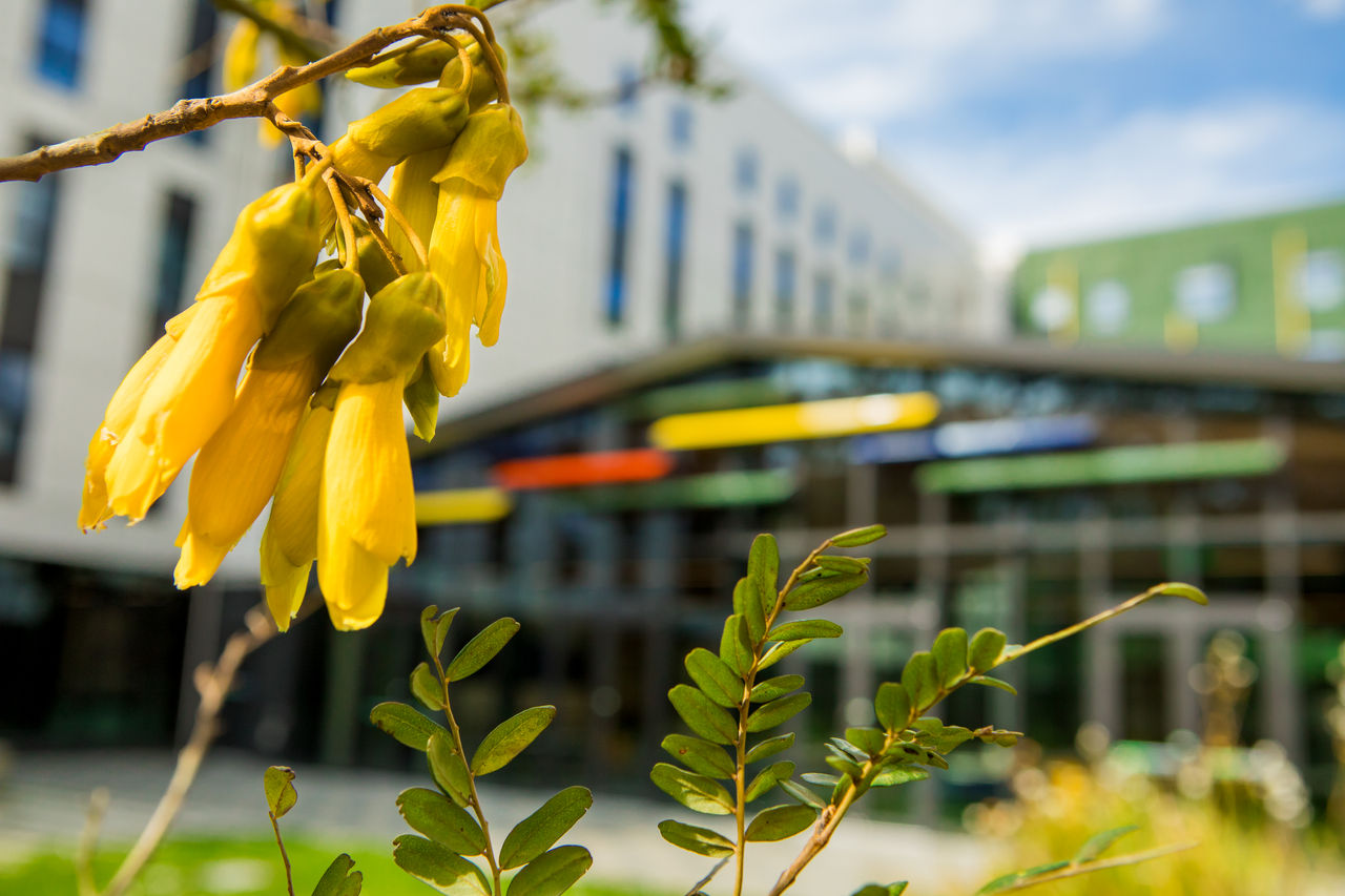 Closeup of a native Kōwhai flower with one of UC's residential hall buildings in the background.
