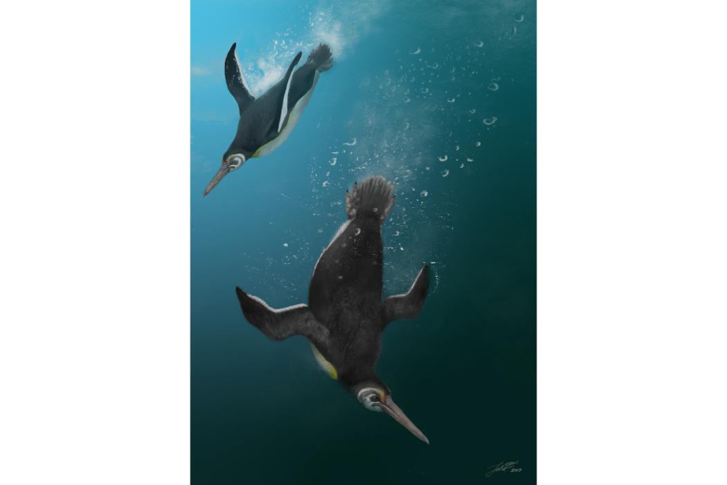 'Artists' impression of Kupoupou stilwelli' by Jacob Blokland.