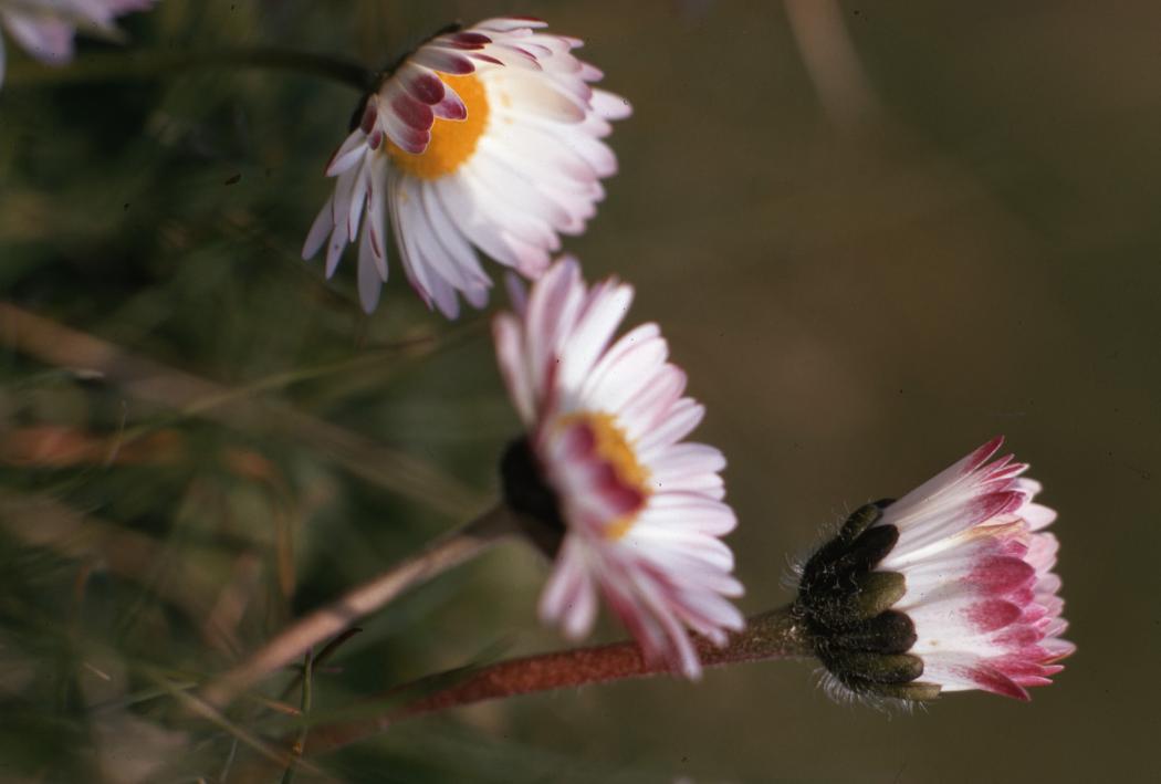 image of the week 6 apr 4 146926