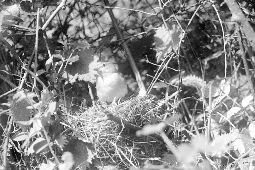 image of the week 6 Apr 1 151298