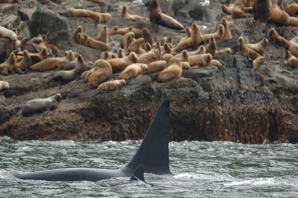 Photos by NOAA Fisheries - Killer whales in waters close to a Stellar sea lion colony