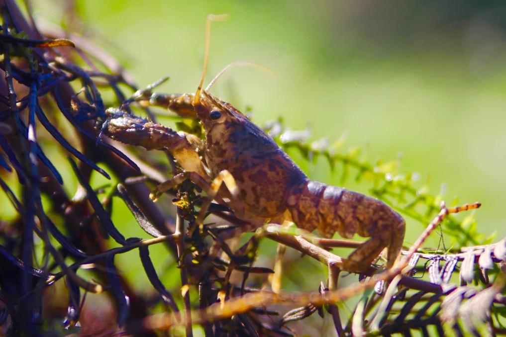 ‘Nelson’ the kēkēwai (freshwater crayfish). Image by Ashley Overbeek.