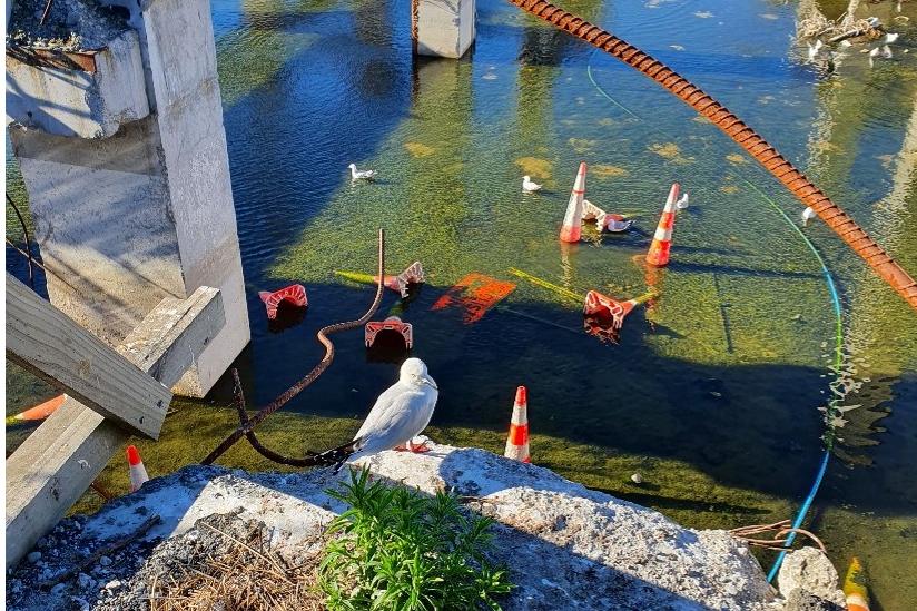 Tarāpuka adult and nestling at the Armagh St. colony, 2019. Quintessential Christchurch: rubble and road cones.