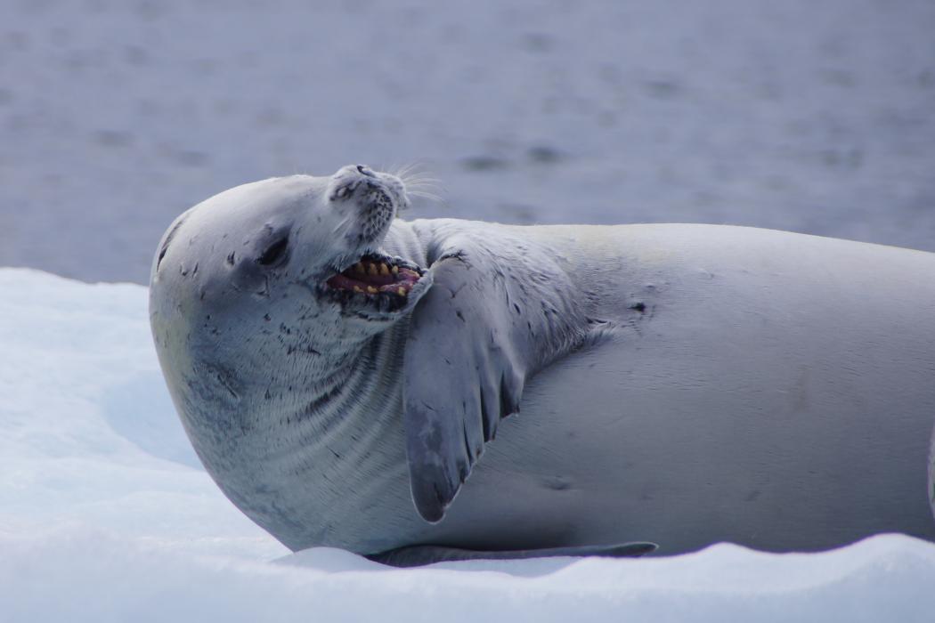 Climate change affects the seals