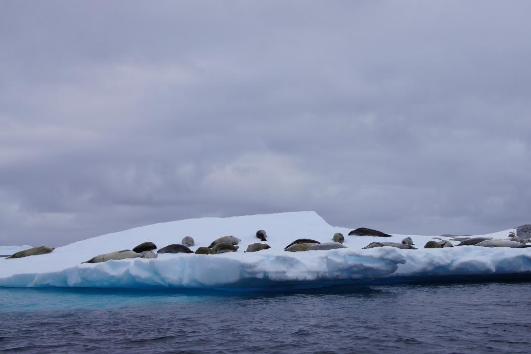 Crabeater seals in Antarctica on pack-ice. Photo: Dr Ursula Rack/UC