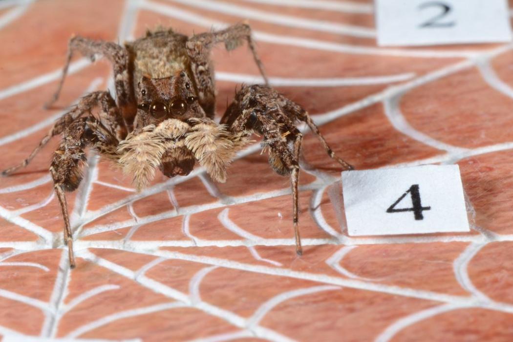 Spider counts photo by Dr Fiona Cross