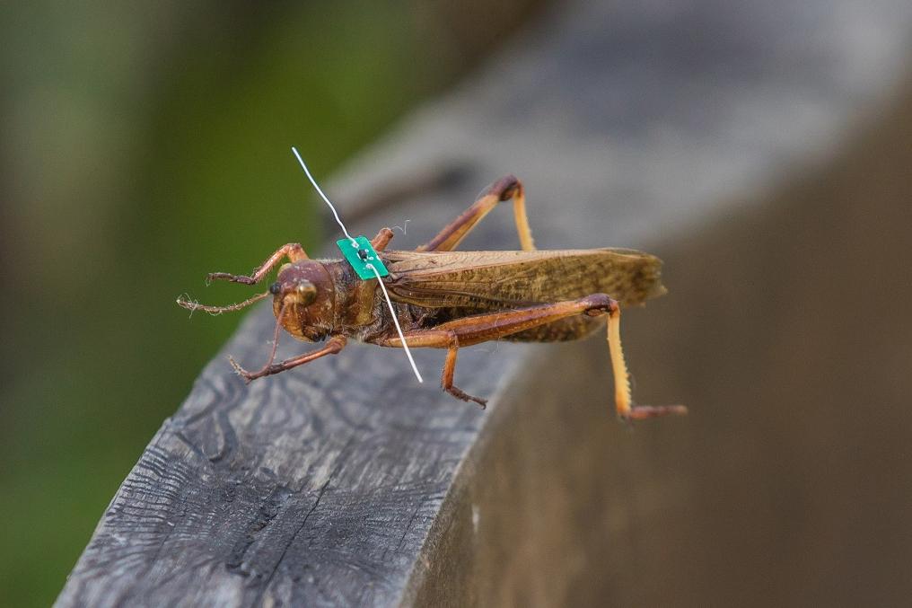 A prototype harmonic radar tag that allows scientists to locate insects in a complex environment using radar technologies.