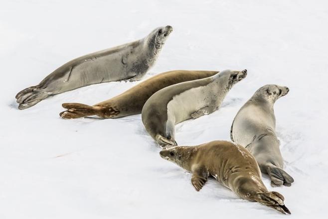 UC scientist seeks volunteers to count Antarctic seals 2