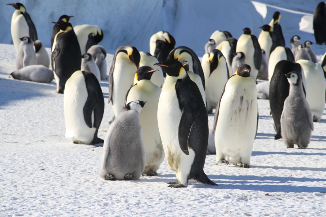 Without Paris Accord, emperor penguins are in dire straits: new study 2