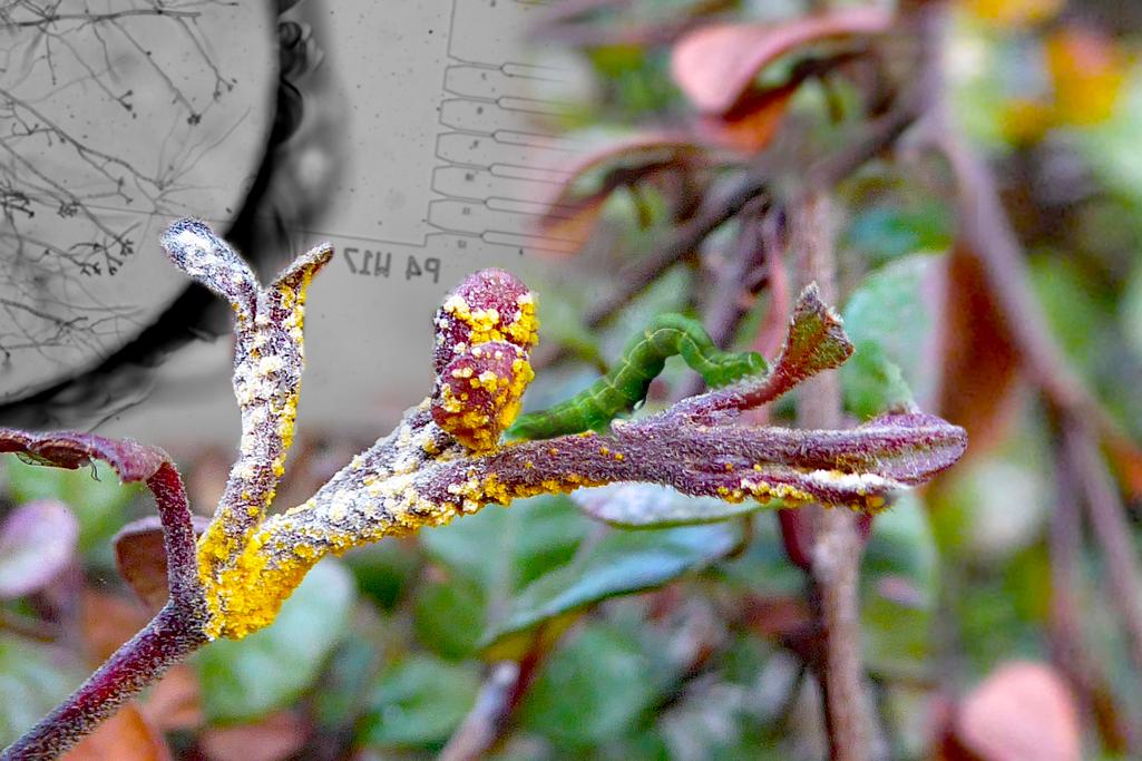 Myrtle Rust Communication
