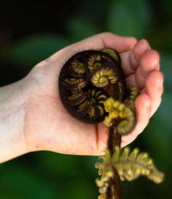 Koru fern in hand