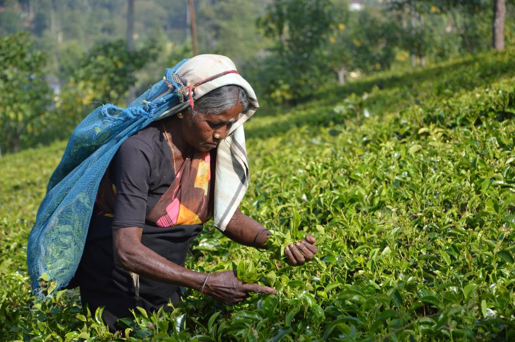 FPW Woman Picking Crop