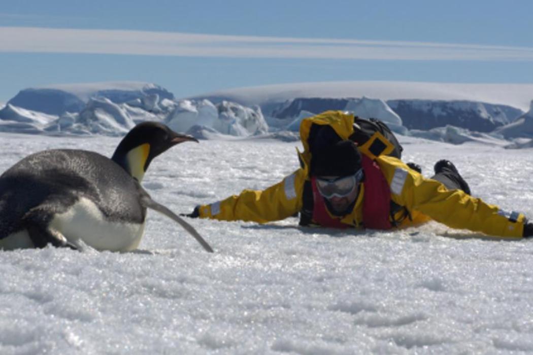 UC researcher Peter Fretwell lies on his stomach in front of a Penguin also on its stomach on an icy field in Antarctica.