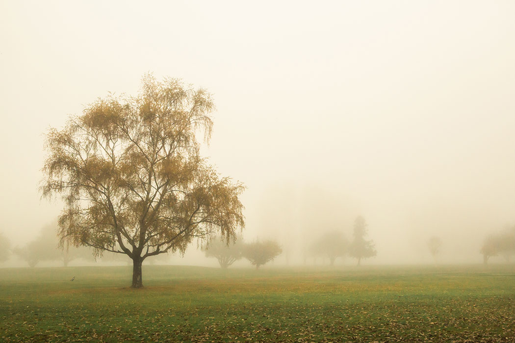 Green grass paddock with a lone tree covered in autumn trees in the foreground, in dense fog.