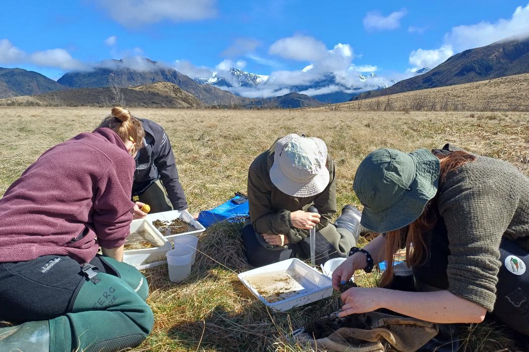 People examining invertebrates samples at a grasslands.