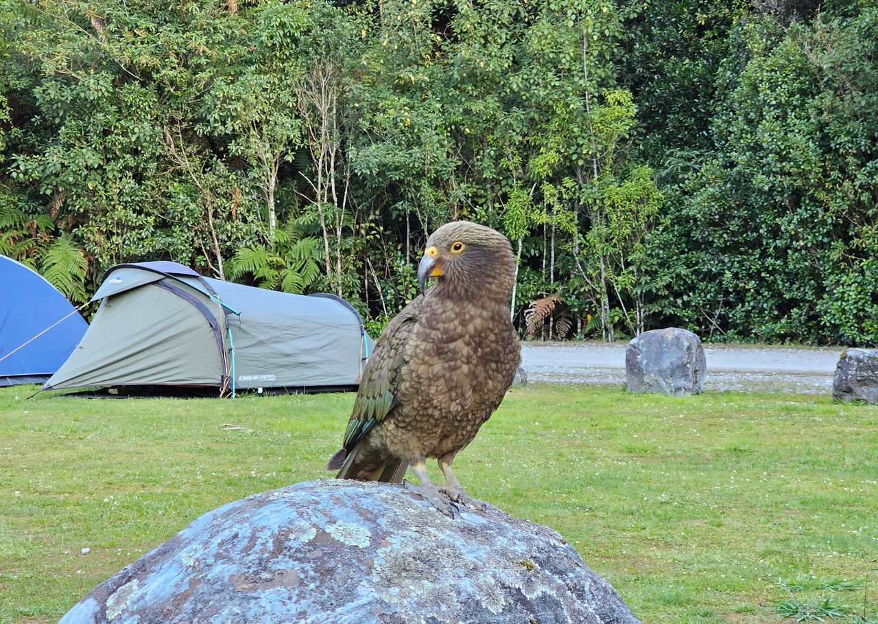 A kea in a campsite.