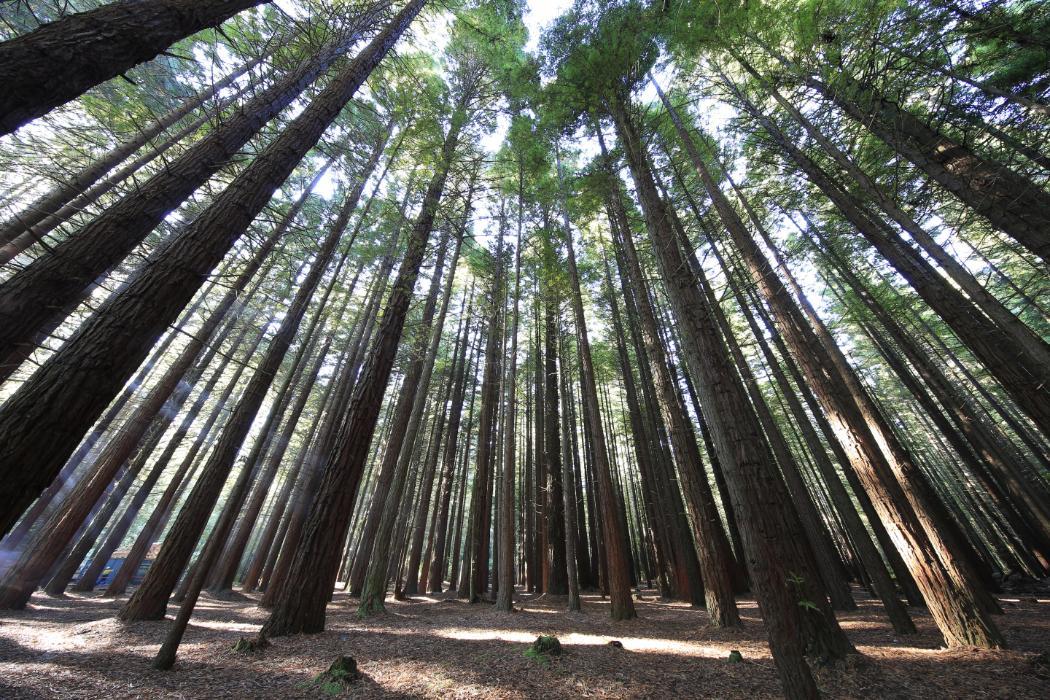 Redwoods Rotorua