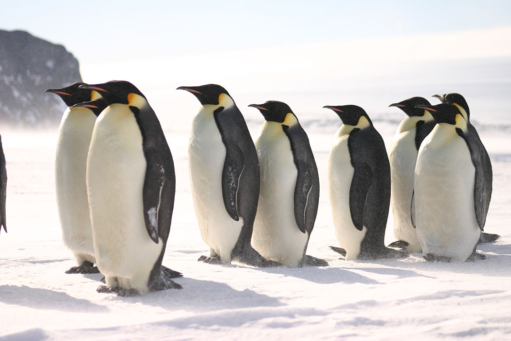 Line of penguins walking in Antarctica.