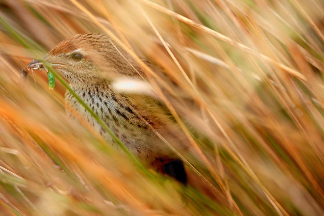 2022 Behaviour category winner: Bug Buffet - Jade Humphrey