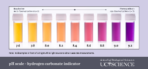 Ph Scale