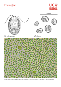 Algae Images Cover