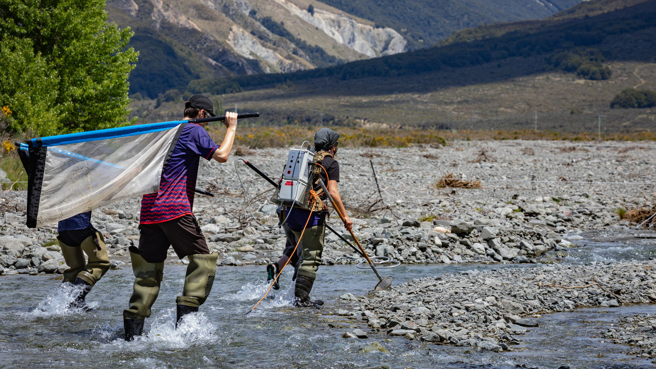 Students electric fishing in an alpine river