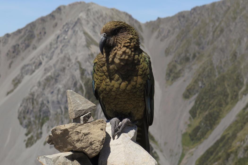 Bird perched on a rock in the mountains