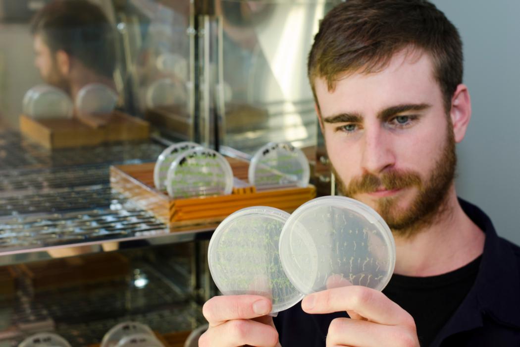 Student examining petri dishes