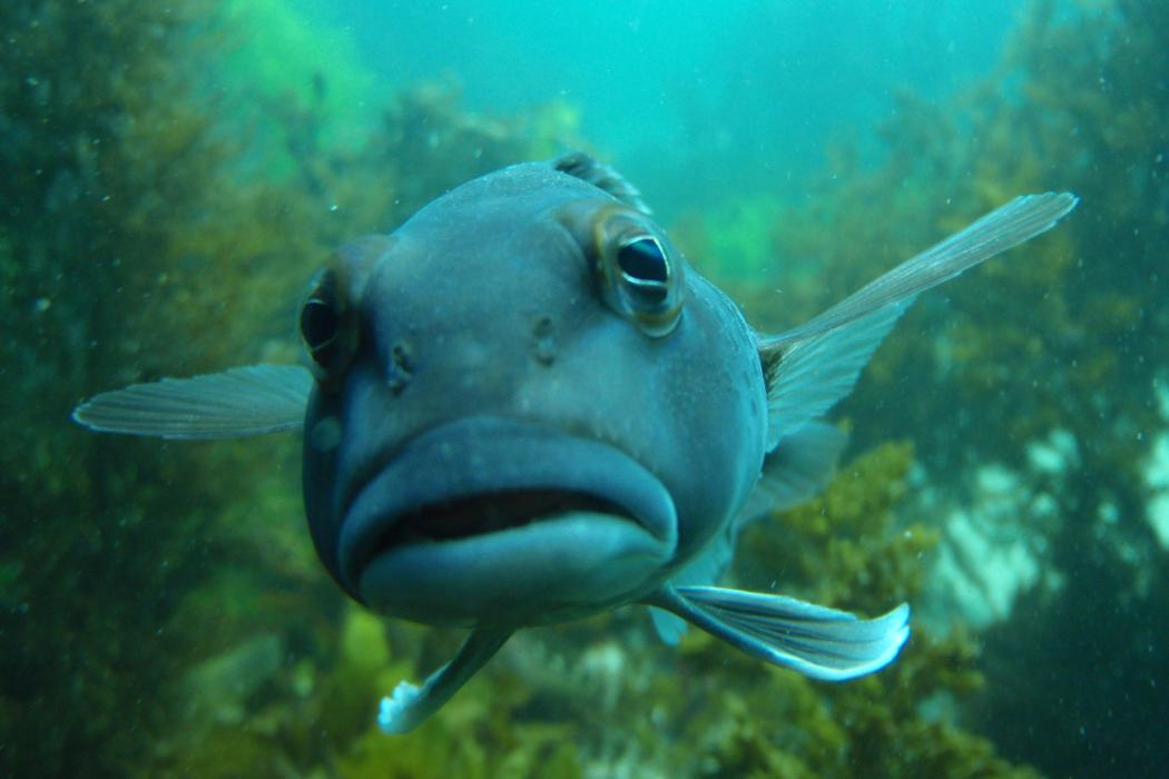 Close Up Underwater Shot of a Fish Biology Researcher looking at a lens