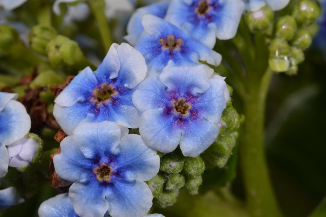 Macro Photo of Blue Flowers Biology