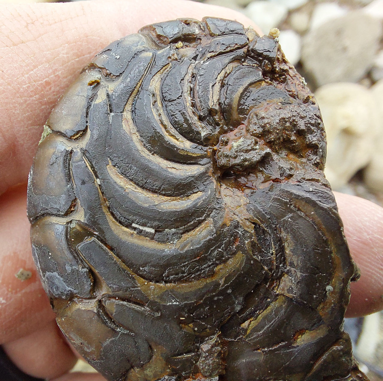 nautiloid